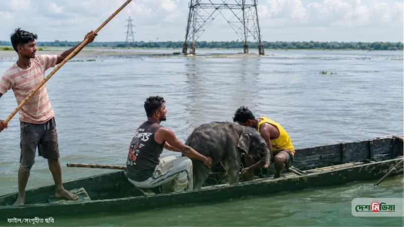 তিস্তার উত্তাল স্রোতে ভেসে যাচ্ছিল হাতিশাবক: ৩ কিমি নৌকা বেয়ে যেভাবে বাঁচালেন দুই জেলে!