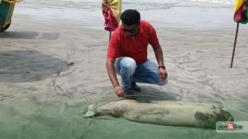 ইরাবতী প্রজাতির ডলফিনের ‘অস্বাভাবিক’ মৃত্যু; সৈকতে ভেসে আসা ক্ষতবিক্ষত দেহ