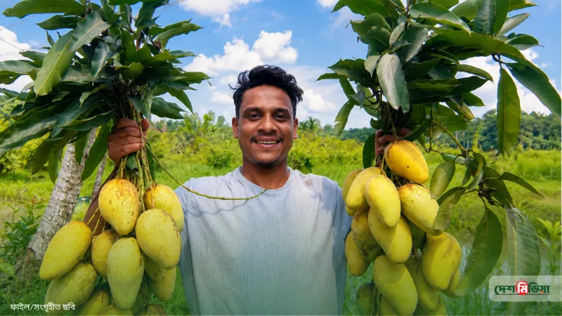 পরিত্যক্ত নোনা জমিতেই ফলল ‘সোনা’; থাই ও আমেরিকান আম বেচেই মিনারুলের আয় ৮ লাখ!