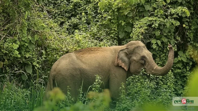 কক্সবাজারে বন্য হাতির তাণ্ডব: স্বপ্নের ফসল বাঁচাতে গিয়ে প্রাণ হারালেন একমাত্র উপার্জনক্ষম ব্যক্তি