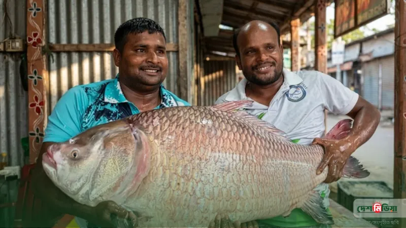 দুই মাছের দাম লাখ টাকা ছাড়াল! পদ্মায় ধরা পড়ল বিশালাকার কাতলা ও রুই