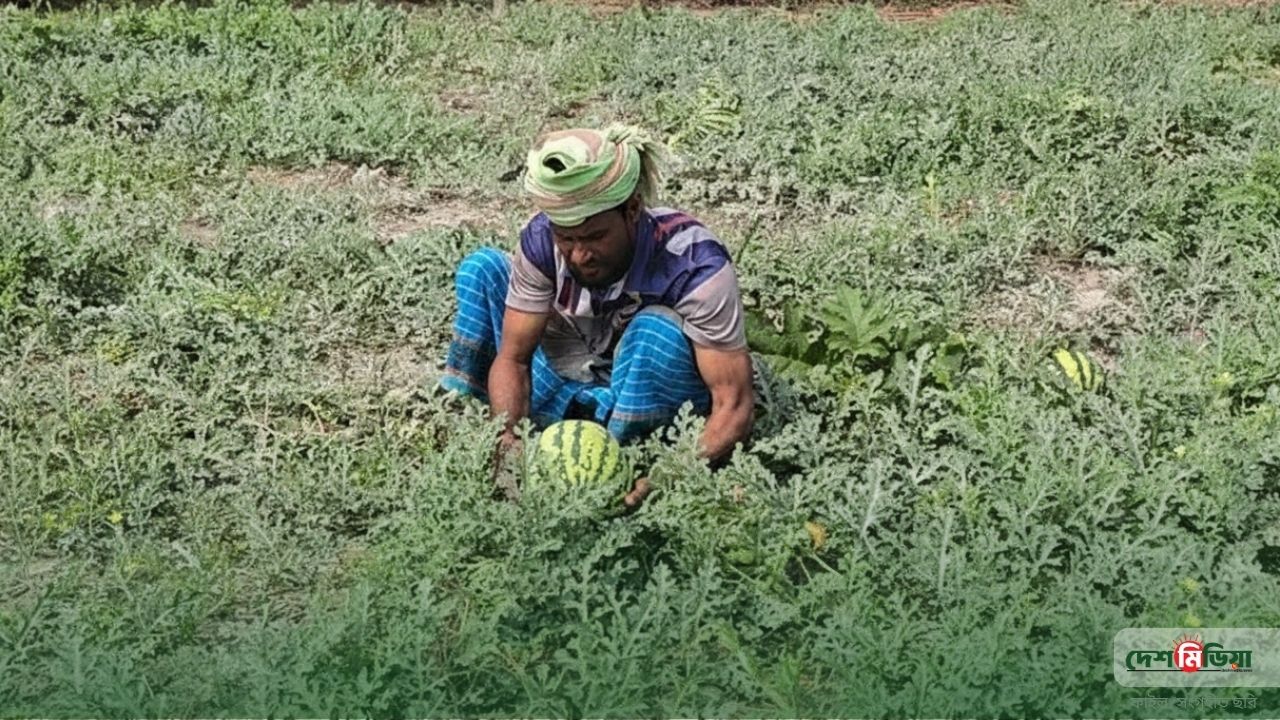 কলাপাড়ায় ২০০ কোটির তরমুজ বাণিজ্যের হাতছানি: লক্ষ্যমাত্রা ছাপিয়ে রেকর্ড আবাদ, বাধা শুধু ‘মিষ্টি পানি’