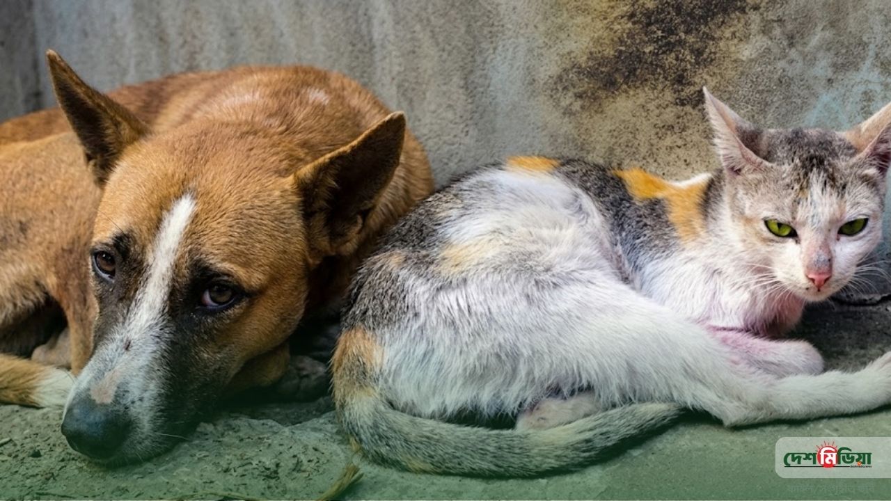 হাসপাতালে নেই, ফার্মেসিতেও অমিল: ঝালকাঠিতে জলাতঙ্ক ভ্যাকসিনের জন্য হাহাকার