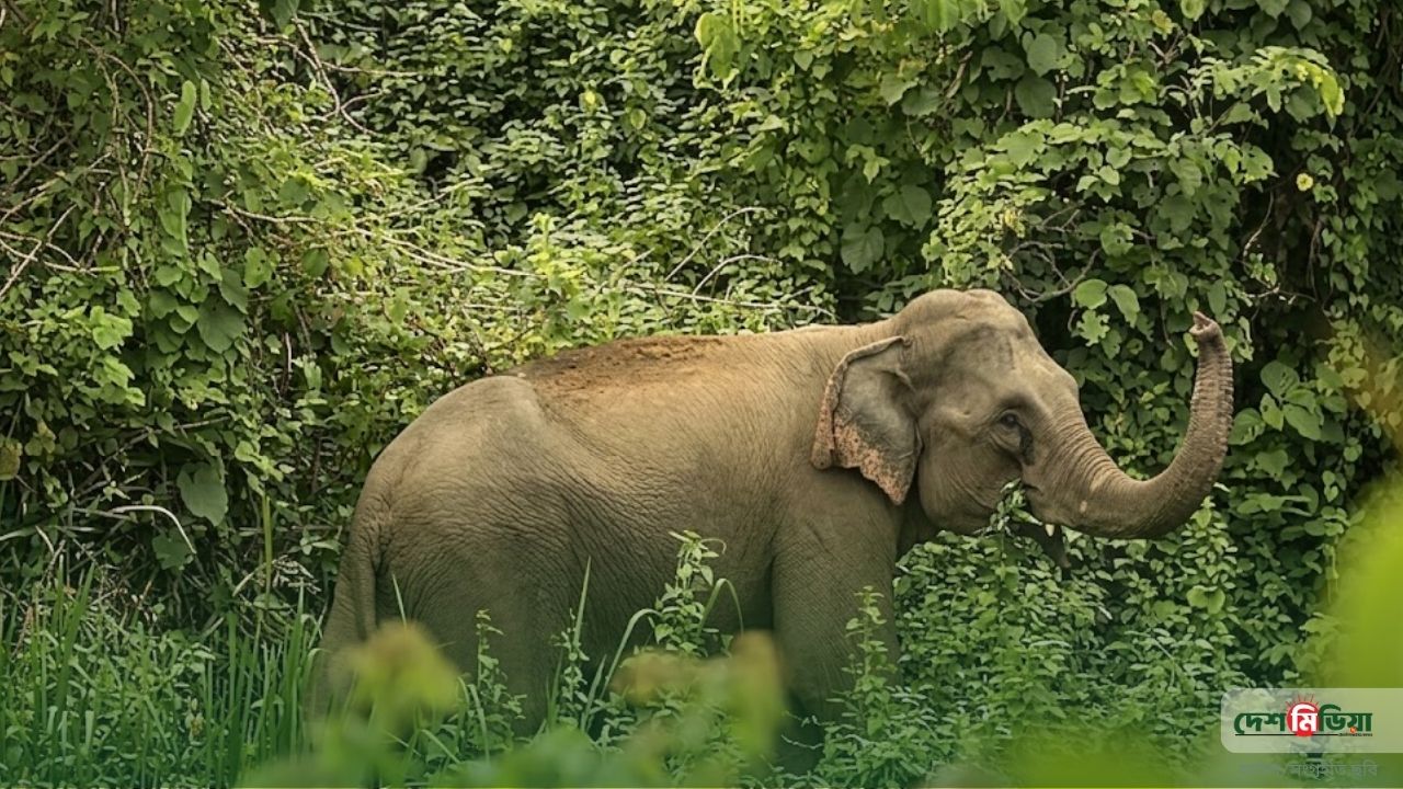 কক্সবাজারে বন্য হাতির তাণ্ডব: স্বপ্নের ফসল বাঁচাতে গিয়ে প্রাণ হারালেন একমাত্র উপার্জনক্ষম ব্যক্তি