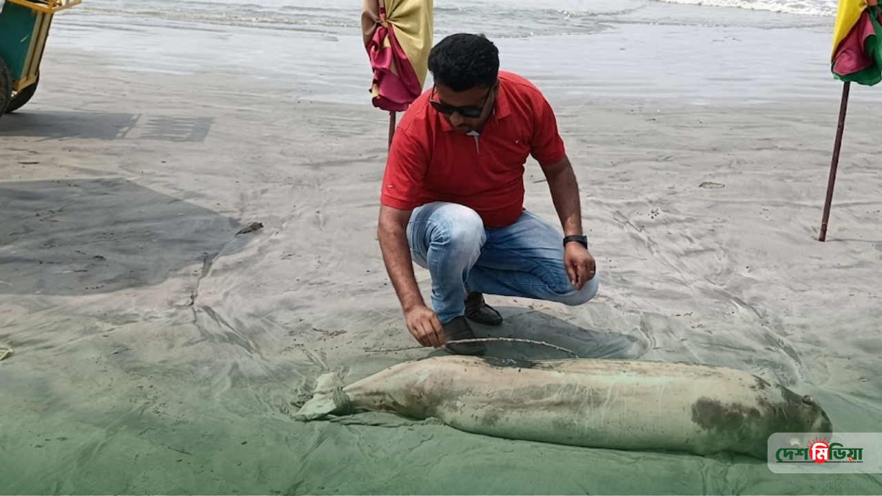 ইরাবতী প্রজাতির ডলফিনের ‘অস্বাভাবিক’ মৃত্যু; সৈকতে ভেসে আসা ক্ষতবিক্ষত দেহ